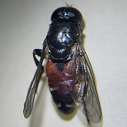 Eumerus tricolor